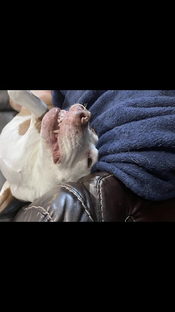 Joey approves! #mymuse #myinspiration #shorts #dogs #cuteness