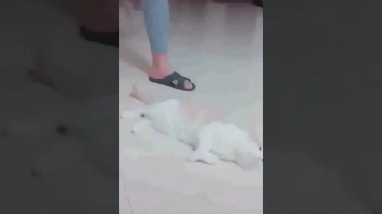 New Cutest Cats and Dogs 2022 | Part 09