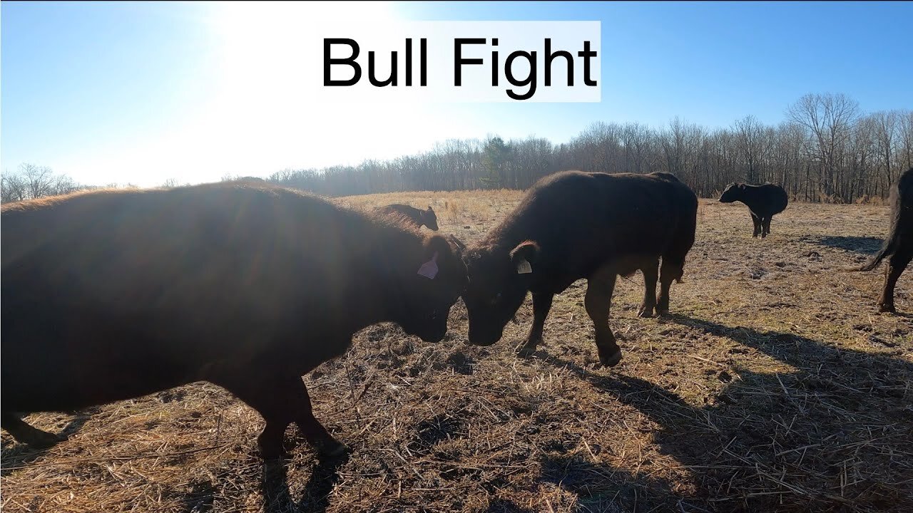 bull fight