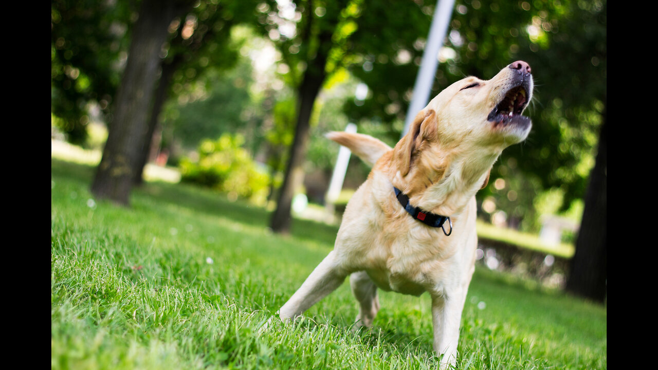 DOG BARKS AT THE COFFIN DURING FUNERAL WHEN A MAN ASKS WHY