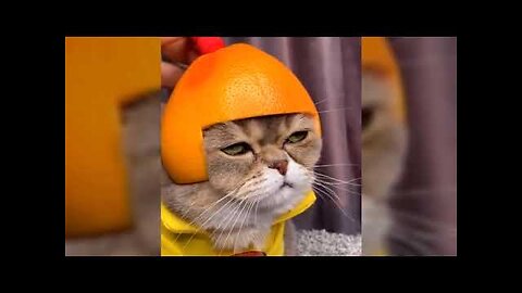 Funny/Cute Cats Compilation