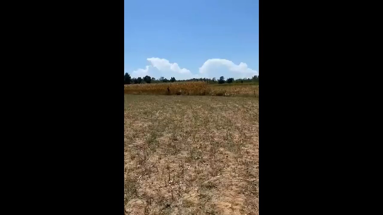 Italy vet vaxxed cows this is terrible