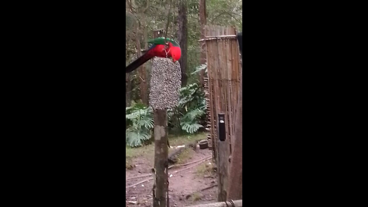 King Parrot Starts the New Financial Year Happy Enough🦜🌻However the Forecast is Uncertain 🤔