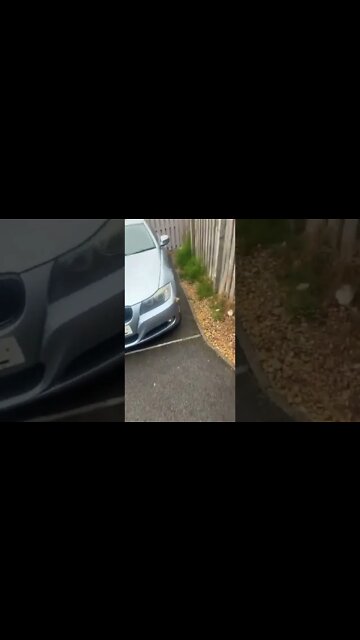 Cachorro Artista Funny dog #shorts