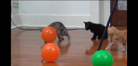 Cat s dog video