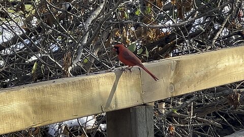 Cardinal and Squirrels