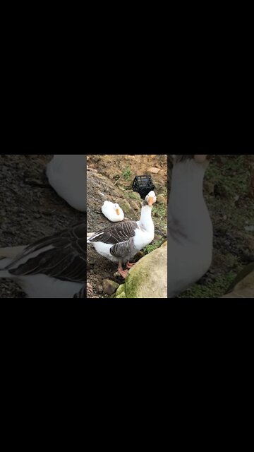 Stunning footage of female pilgrim goose and pekin duck ruined by milk crate!
