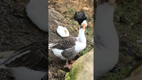 Stunning footage of female pilgrim goose and pekin duck ruined by milk crate!