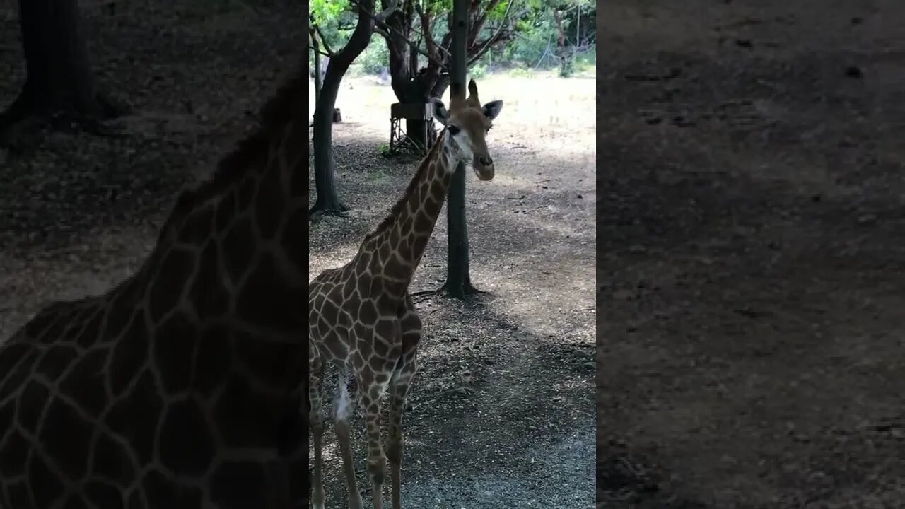 ANIMAIS MAIS ENGRAÇADOS DO MUNDO #46 GIRAFA - inscreve-se no CANAL #shorts