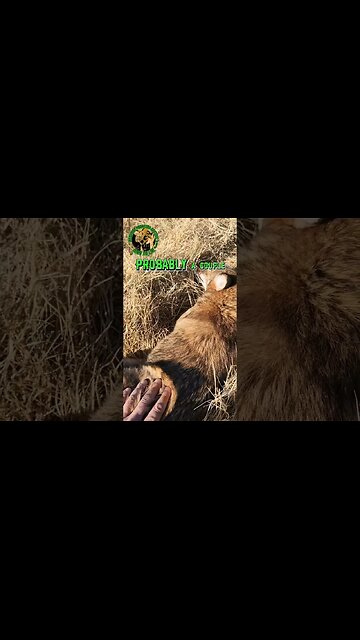 That was a nice coyote 🐺 #outdoors #viral #oklahoma #trapping #fyp