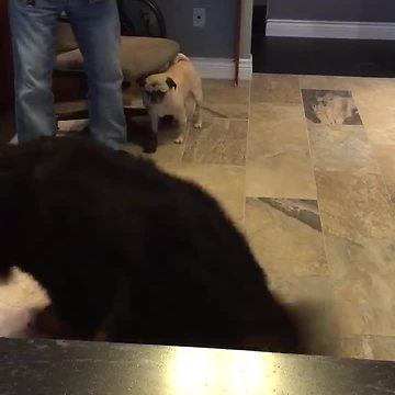 Funny Bernese Mountain Dog Chasing Laser