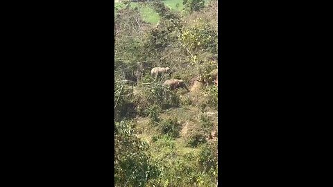 Elephant in Garo Hills