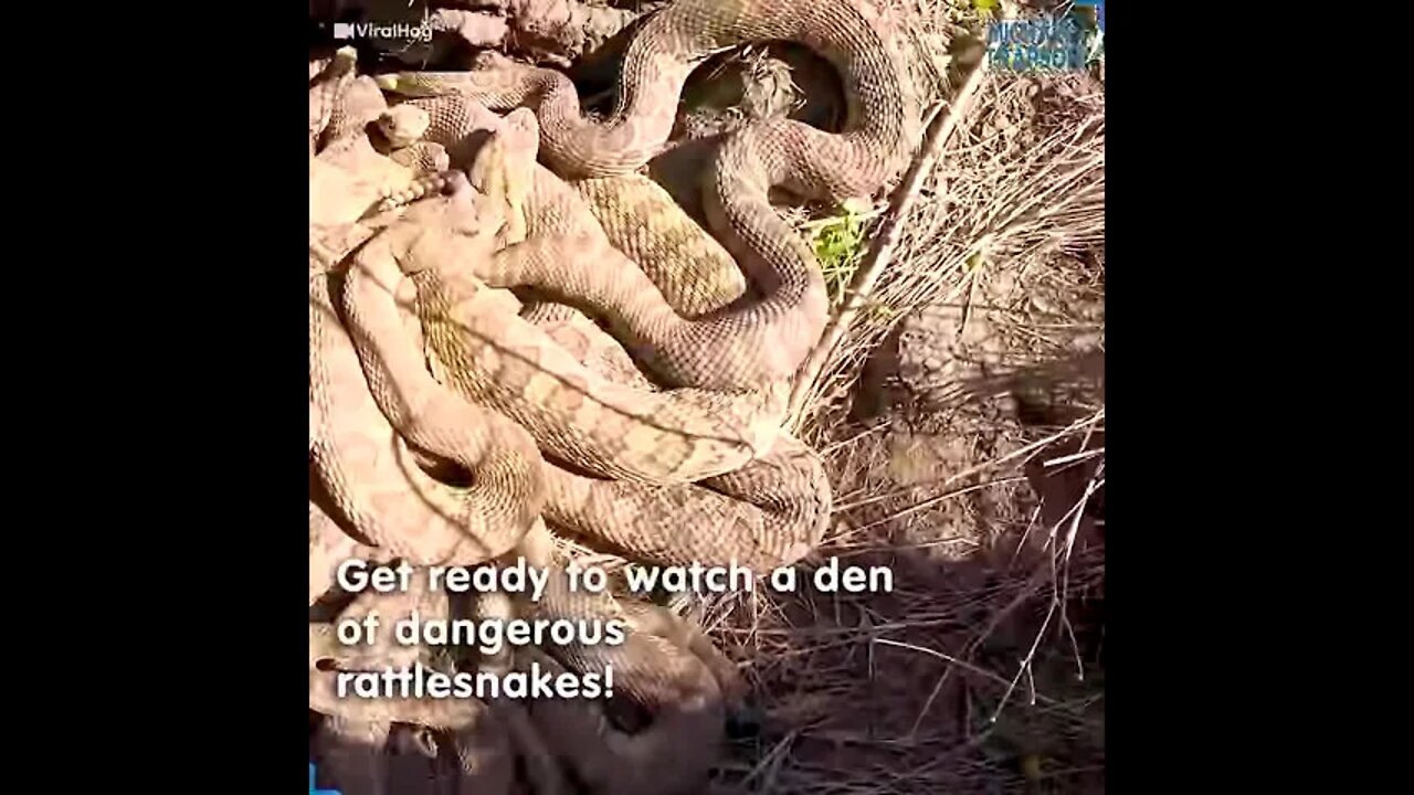 If you terrified of snakes, this might not be for you! 😱🐍