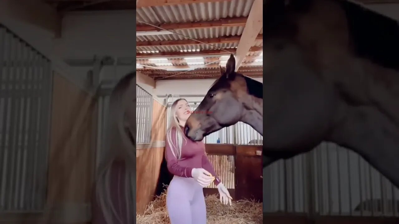 Girl Playing with Horse Now Watch What's Going on funny videos enjoying.