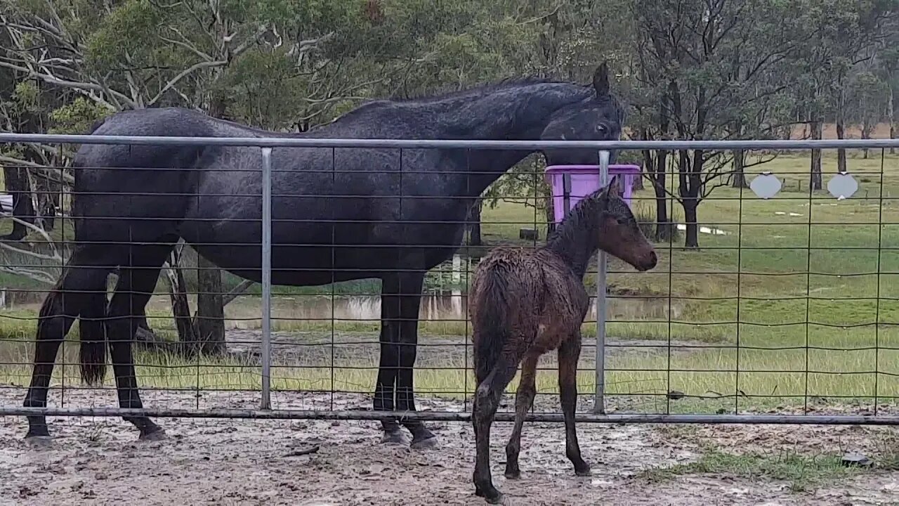 Baby brumby with one of his adopted herd mums. He was rehomed without his mum very young