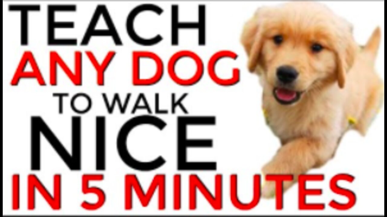 Teach your dog to walk nicely in just 5 minutes!