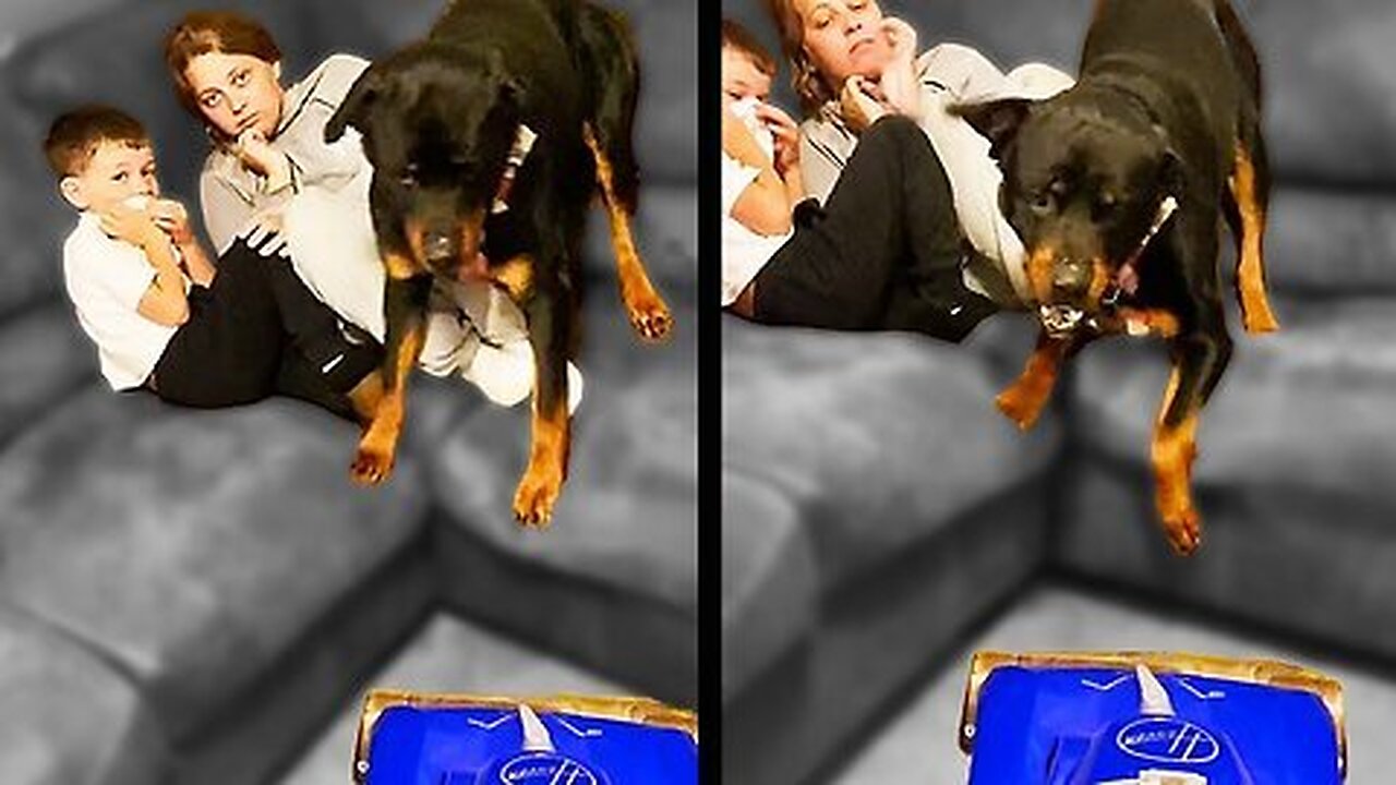 Chiropractor resets dogs neck and the dog was left speechless