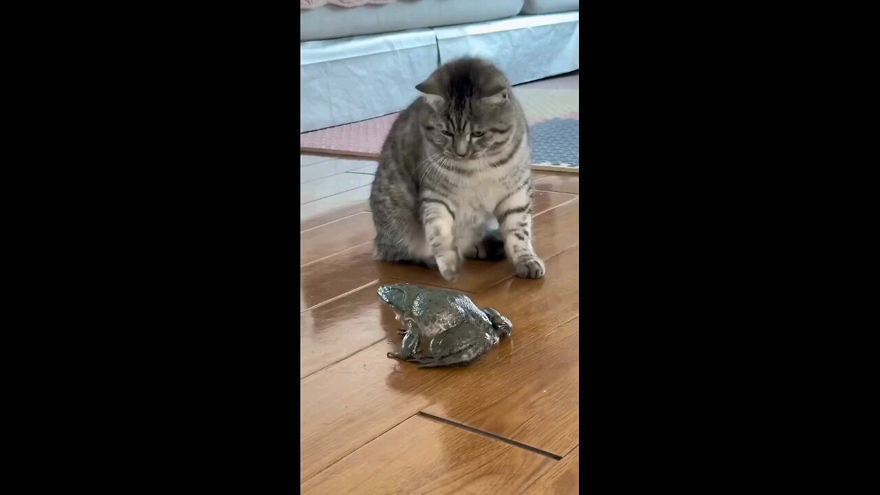 wow Frog with the voice of a cat 😄😄😄🔥