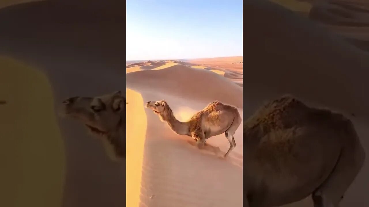How camels climb steep sand dunes