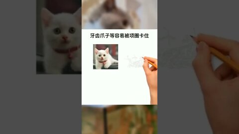 为什么不建议给猫咪带项圈？#萌宠#猫#猫咪#猫咪项圈#科普知识