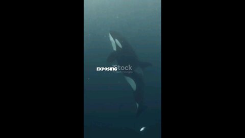 Orcas Are Awesome!