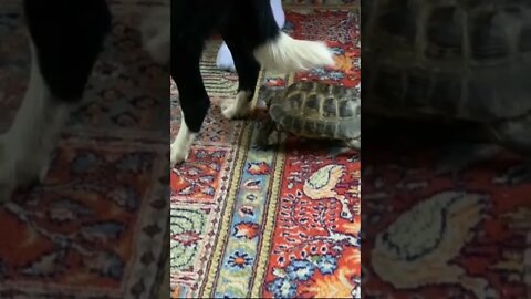 Dog barely survives assassination attempt