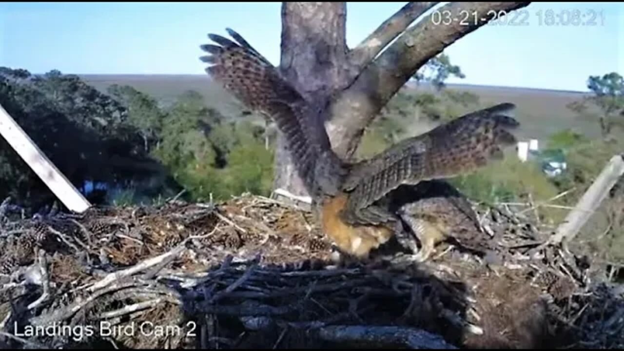 Dad & Mom Arrive At Nest Together-Cam Two 🦉 3/21/22 18:08