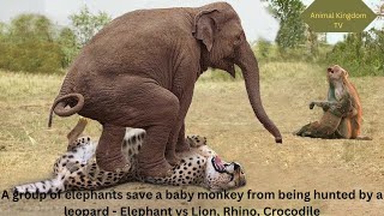 A group of elephants save a baby monkey from being hunted by a leopard -