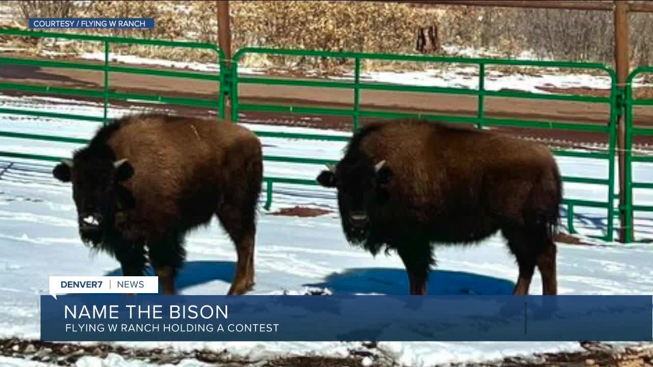baby bison need names at the Flying W Ranch