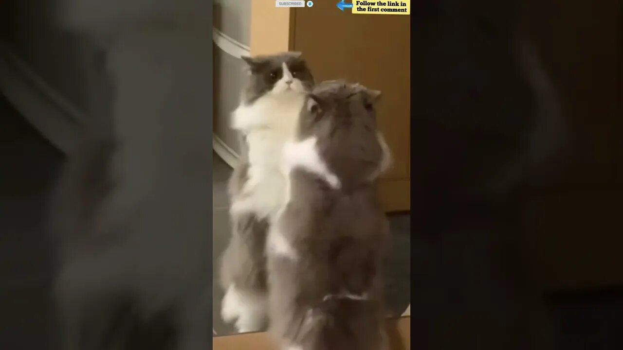 cute cat videos 😹 funny videos 😂 854 😻