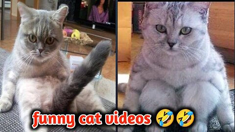 funny animal videos clean no swearing | funny cat videos