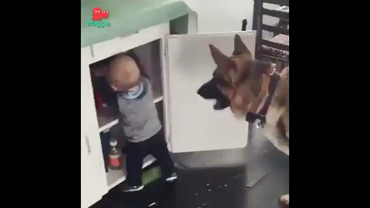 So cute - Funny Animals