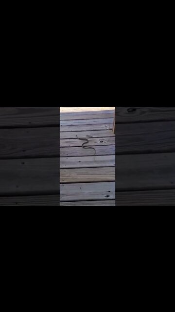 Who else loves catching snakes? #ribbonsnake #snake #pond