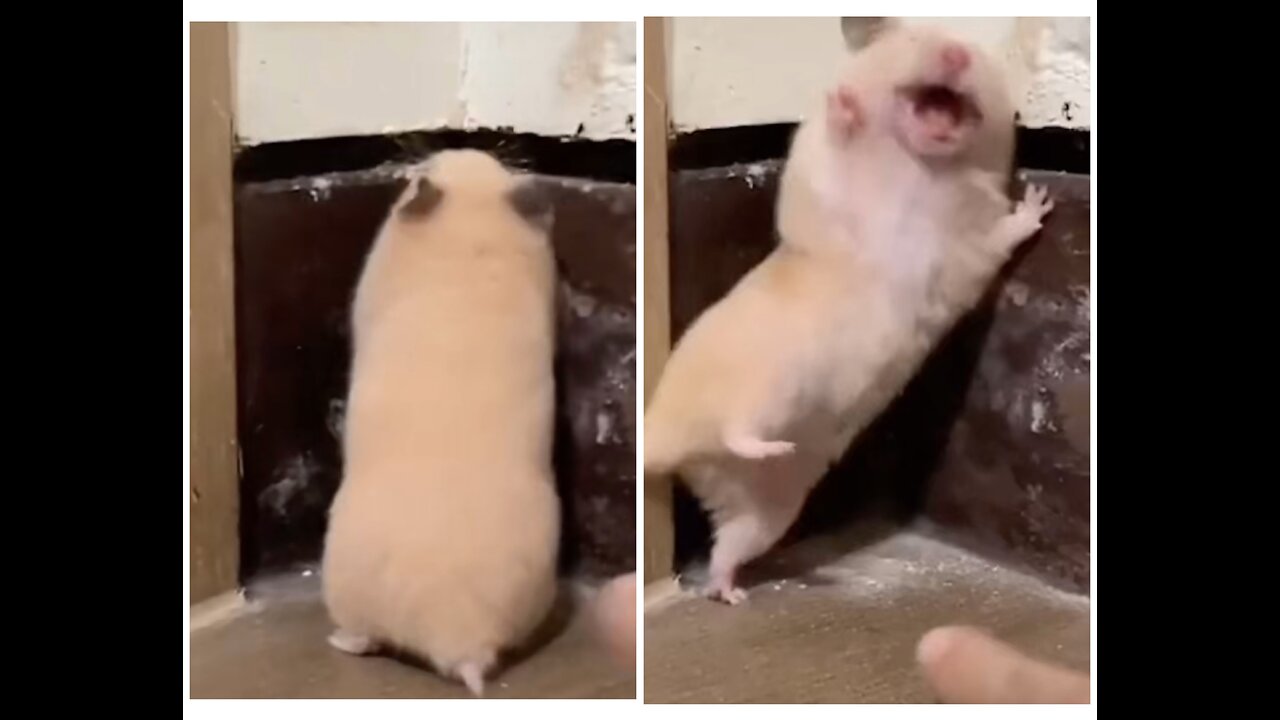 The way heβs screaming πππ #rumble #youtube #viral