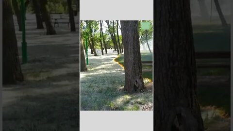 pollen burning season