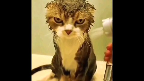 cats fun