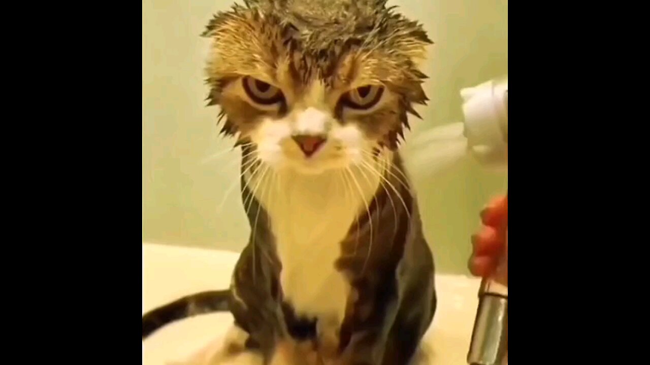 cats fun