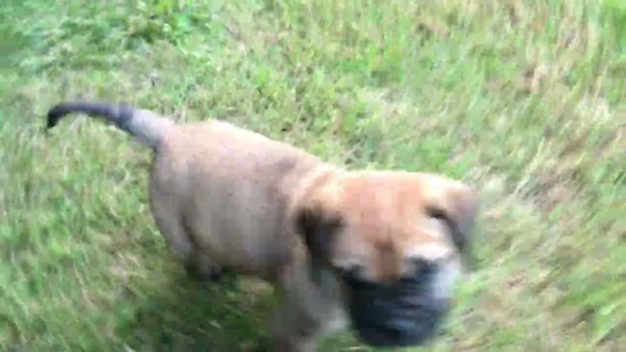 LonelyCreek bullmastiff at granny’s 6-14-22