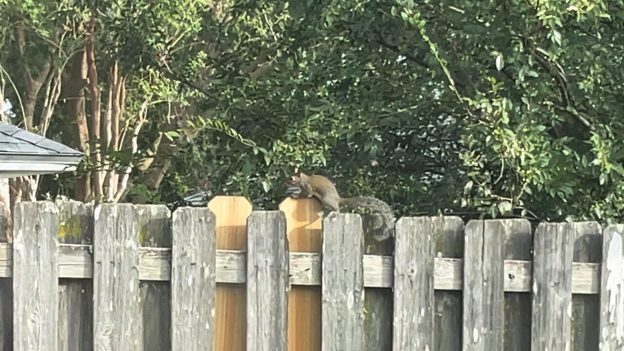 Blasian Babies Notice Young Squirrels Move Into The Backyard After 6 Squirrels Were Trapped By Attic