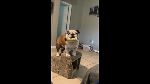 Stu-pid the Bulldog