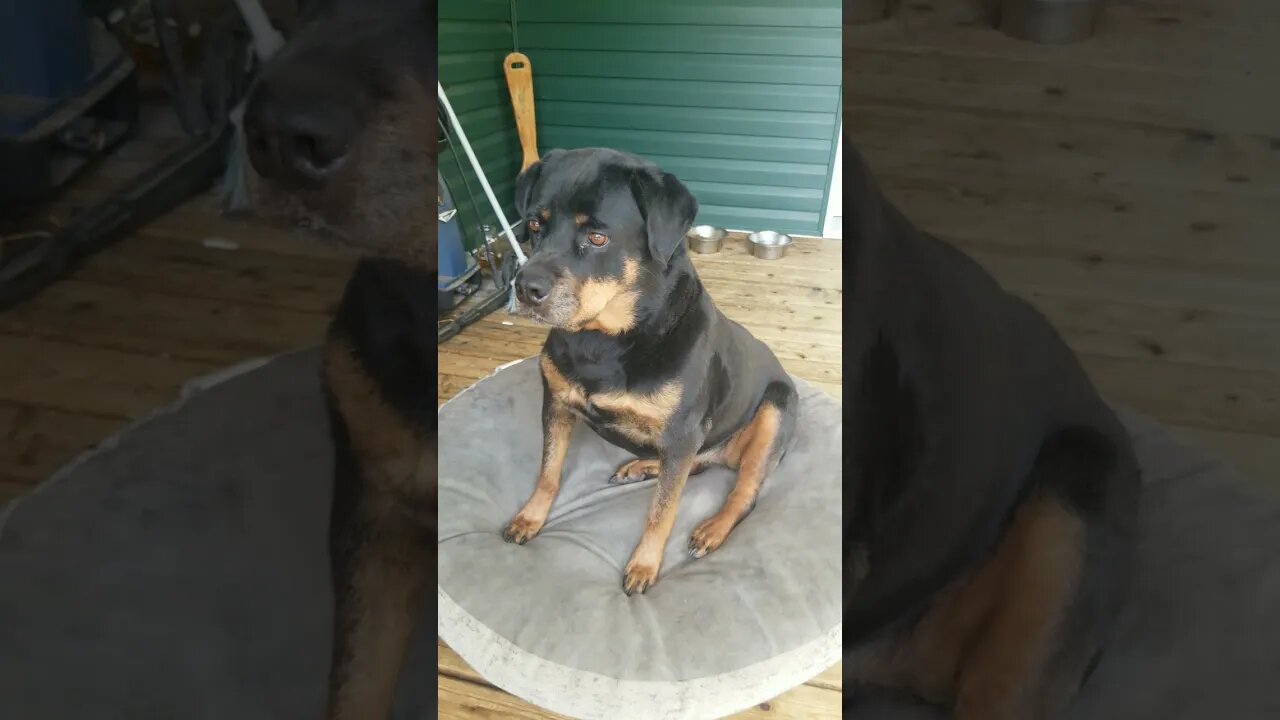 Rottweiler With Ball#Shorts #rottweiler😍💖💜💛