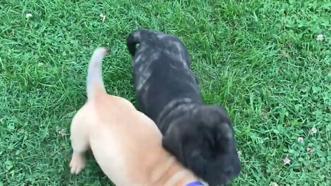 LonelyCreek puppies playing. Cinnamon litter