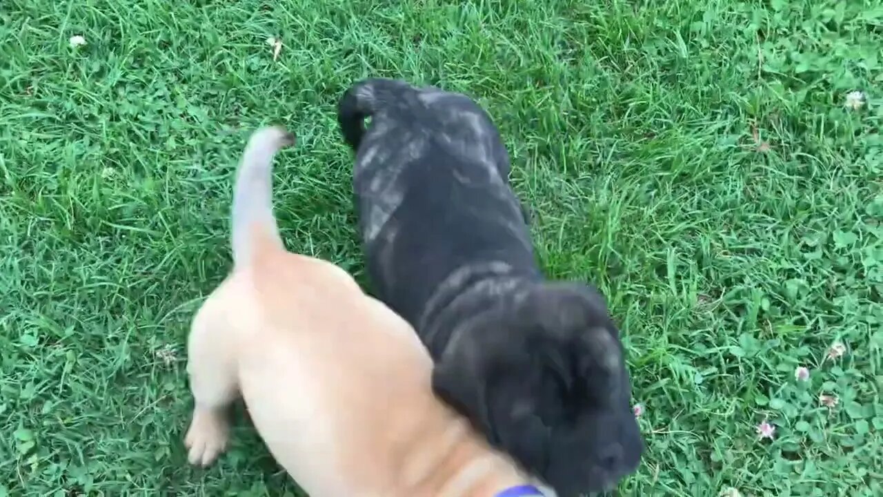 LonelyCreek puppies playing. Cinnamon litter