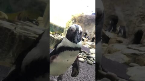 Mr. Penguin sees himself for the first time!