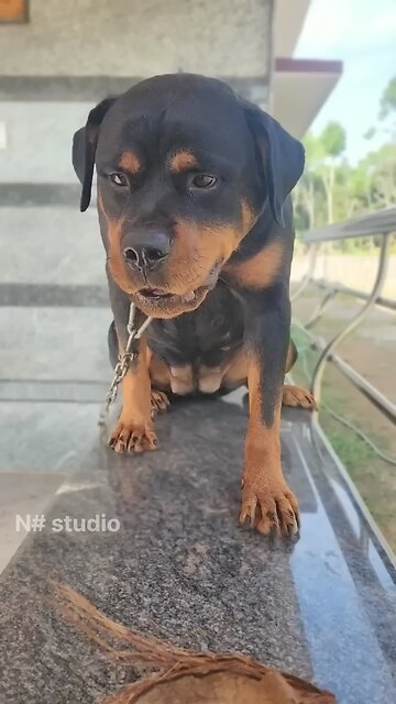 Angry Rottweiler