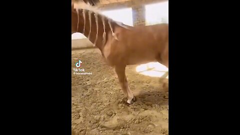 Horse funny videos