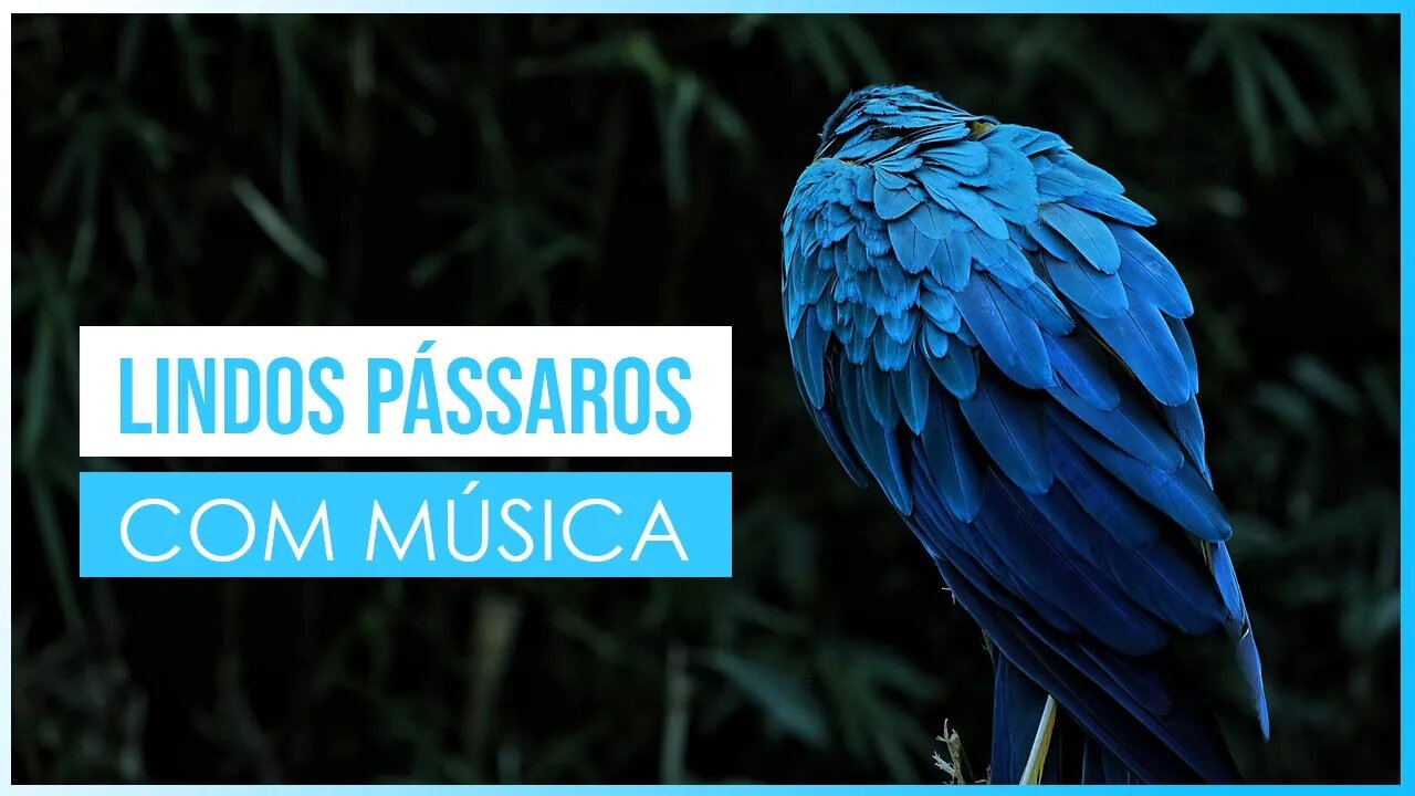 Imagens de Pássaros com Música - Passaros Musica - COMPILAÇÃO #01