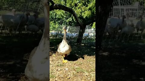 #bestlife #homestead #homesteading #homesteadlife #farm #farmlife #farmanimals #cuteanimals #goose