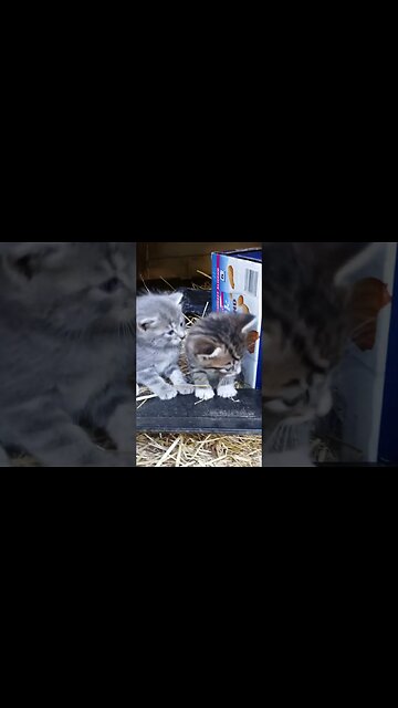 Will you hold my paw? No? Okay