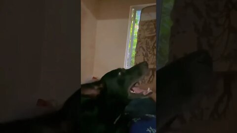 Néga tentando se explicar